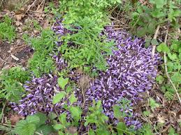 Attēlu rezultāti vaicājumam “Lathraea squamaria fruit”