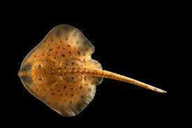 Image result for Leucoraja ocellata