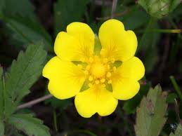 Attēlu rezultāti vaicājumam “Potentilla reptans bud”