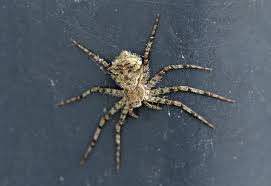 Attēlu rezultāti vaicājumam “Philodromus margaritatus”