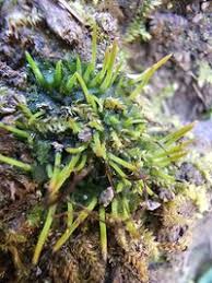 Attēlu rezultāti vaicājumam “Anthocerotopsida”