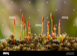 Attēlu rezultāti vaicājumam “Polytrichum piliferum sporophyte”