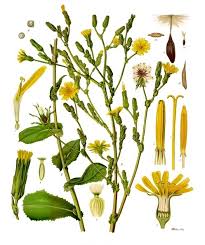 Attēlu rezultāti vaicājumam “Lactuca sativa flower”