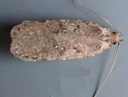 Attēlu rezultāti vaicājumam “Agonopterix heracliana”