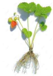 Attēlu rezultāti vaicājumam “Fragaria x ananassa”