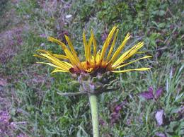 Image result for Inula helenium