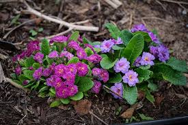 Attēlu rezultāti vaicājumam “Primula”