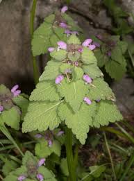 Attēlu rezultāti vaicājumam “Lamium purpureum flower”