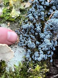 Attēlu rezultāti vaicājumam “Physarum flavidum”