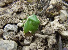 Attēlu rezultāti vaicājumam “Chlorochroa juniperina”