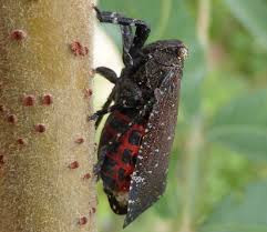 Attēlu rezultāti vaicājumam “Fuligo licentii macro”