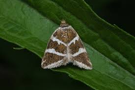 Attēlu rezultāti vaicājumam “Deltote bankiana”