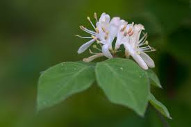 Attēlu rezultāti vaicājumam “Lonicera xylosteum”