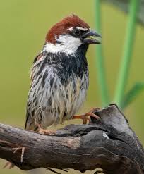 Image result for Passer hispaniolensis