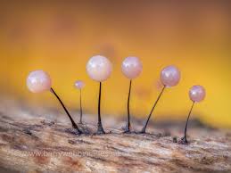 Attēlu rezultāti vaicājumam “Comatricha nigra macro”