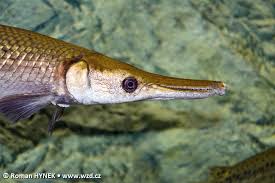 Image result for Atractosteus spatula