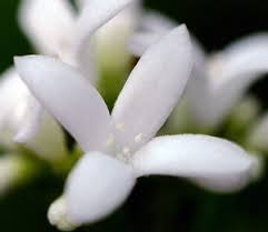 Attēlu rezultāti vaicājumam “Galium odoratum bud”