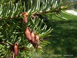 Attēlu rezultāti vaicājumam “Pseudotsuga menziesii”
