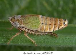 Attēlu rezultāti vaicājumam “Macrosteles nymph”