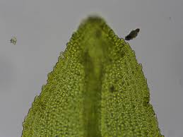 Attēlu rezultāti vaicājumam “Dichodontium pellucidum macro”