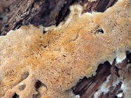 Attēlu rezultāti vaicājumam “Junghuhnia nitida”