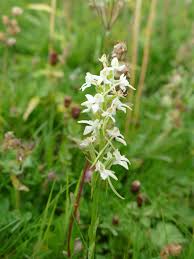 Attēlu rezultāti vaicājumam “Platanthera bifolia flower”