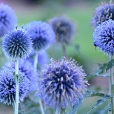Attēlu rezultāti vaicājumam “Echinops sphaerocephalus flower”