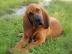 Image result for Carlisle BloodHounds