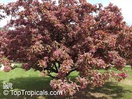 Attēlu rezultāti vaicājumam “Malus purpurea”