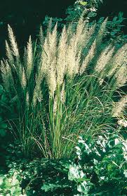 Attēlu rezultāti vaicājumam “Calamagrostis arundinacea leaf”