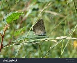 Attēlu rezultāti vaicājumam “Maculinea alcon female”