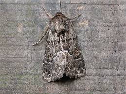 Attēlu rezultāti vaicājumam “Thalpophila matura”