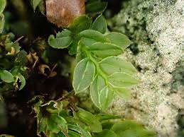 Attēlu rezultāti vaicājumam “Mnium marginatum”