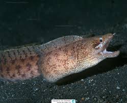 Image result for Gymnothorax vicinus