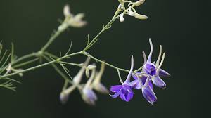 Attēlu rezultāti vaicājumam “Consolida regalis leaf”