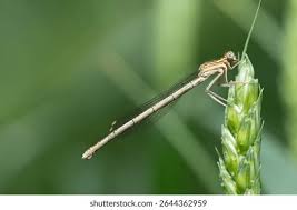 Attēlu rezultāti vaicājumam “Platycnemis pennipes female”
