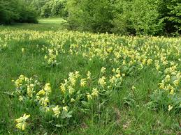 Image result for Himmelschlüssel