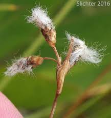 Attēlu rezultāti vaicājumam “Eriophorum gracile fruit”