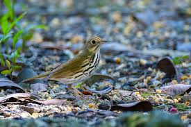 Image result for Seiurus noveboracensis