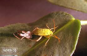 Attēlu rezultāti vaicājumam “Lygus nymph”