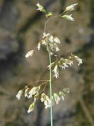 Attēlu rezultāti vaicājumam “Hierochloe odorata flower”