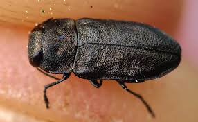 Attēlu rezultāti vaicājumam “Anthaxia quadripunctata”