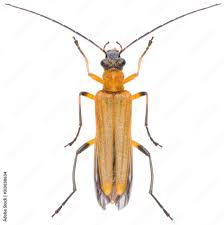 Attēlu rezultāti vaicājumam “Oedemeridae”