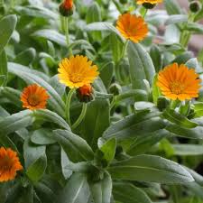 Attēlu rezultāti vaicājumam “Calendula officinalis flower”