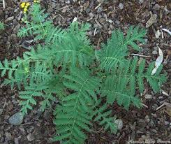 Image result for Tanacetum vulgare