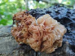 Attēlu rezultāti vaicājumam “Tremella foliacea”