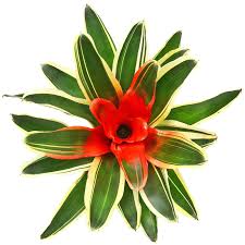 Attēlu rezultāti vaicājumam “Bryum neodamense”