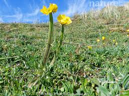 Attēlu rezultāti vaicājumam “Ranunculus bulbosus flower”