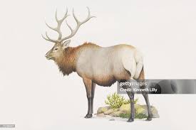 Attēlu rezultāti vaicājumam “Cervus elaphus”