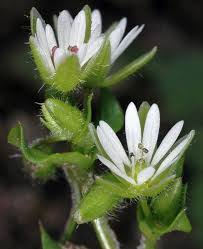 Attēlu rezultāti vaicājumam “Stellaria media bud”